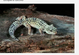 gecko