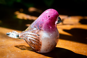 purple finch with cremation ashes