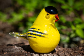 yellow finch with ashes