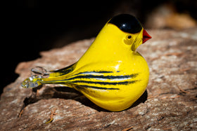 yellow finch with ashes